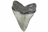 Serrated, Fossil Megalodon Tooth - North Carolina #381350-2